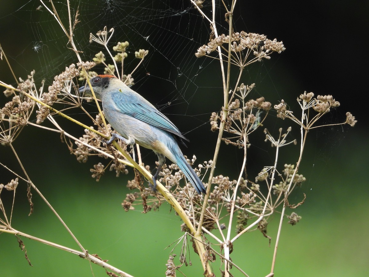 Scrub Tanager - ML644344253