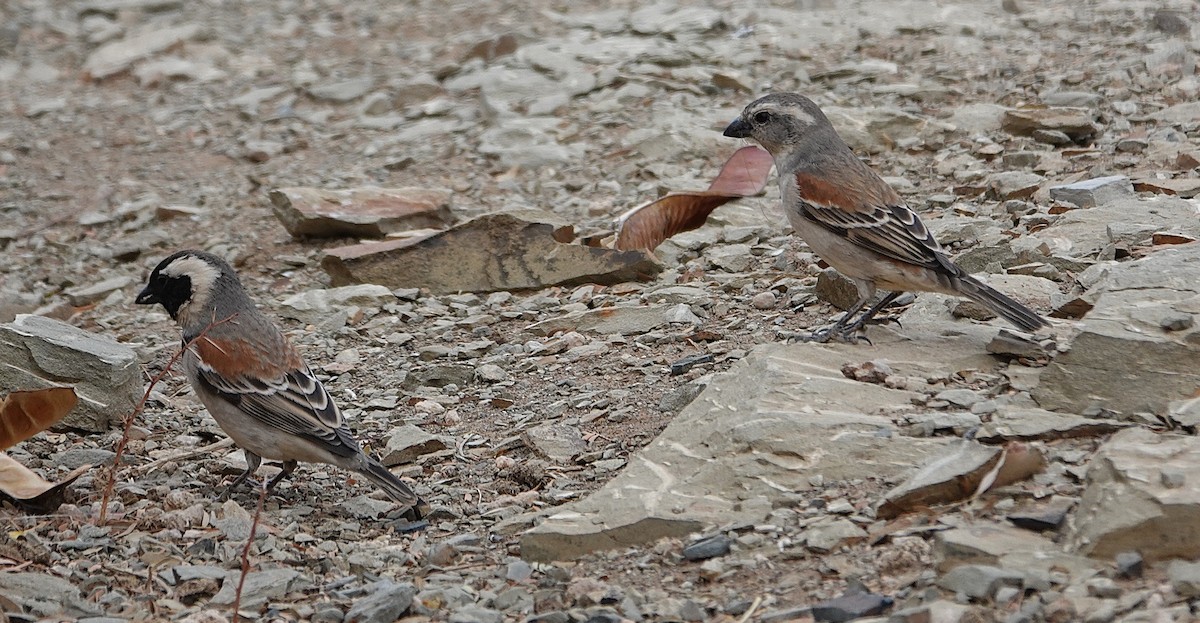 Cape Sparrow - ML644344254