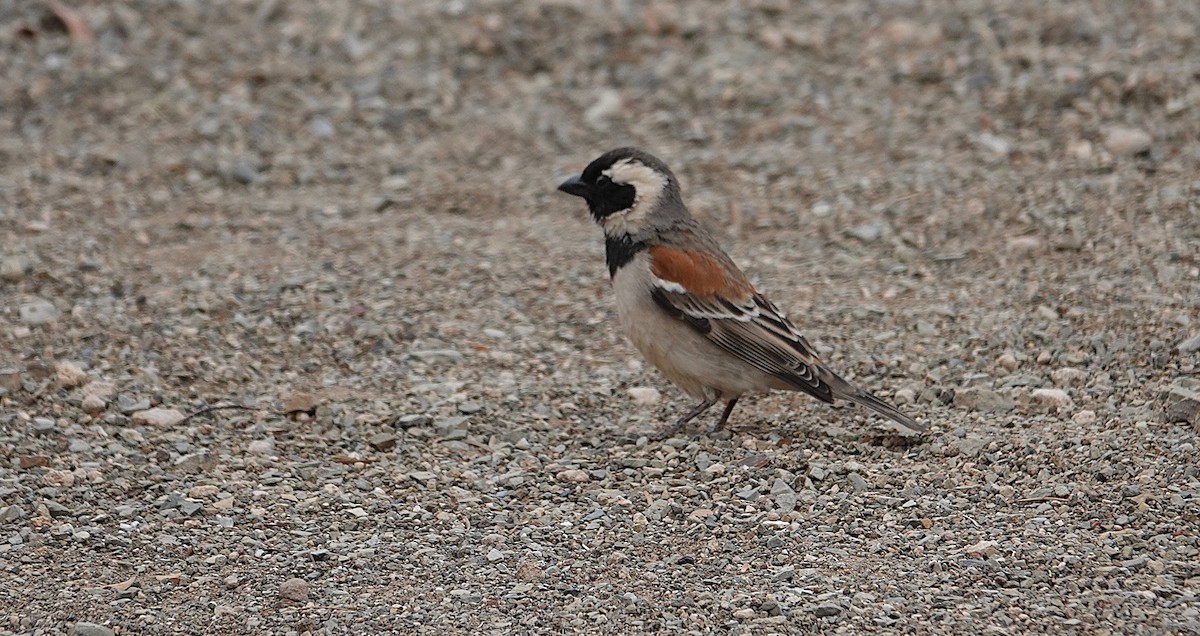 Cape Sparrow - ML644344255
