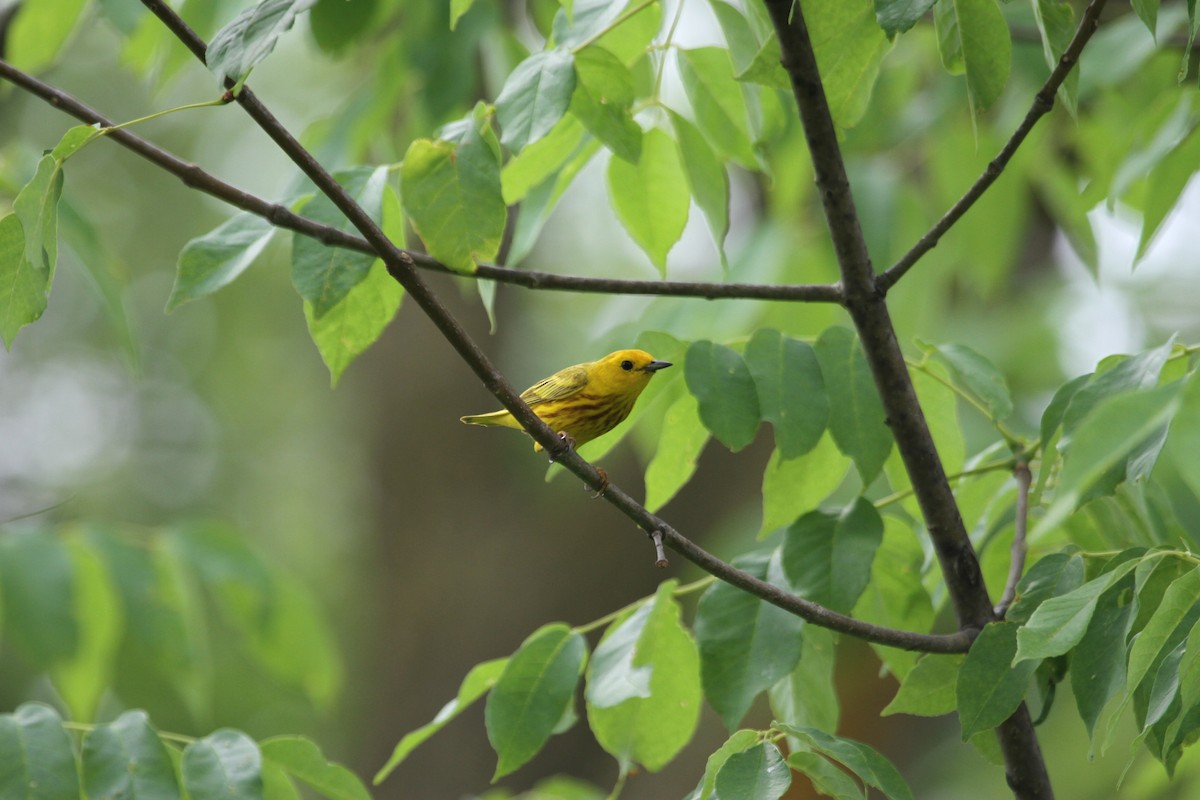 Sarı Ötleğen - ML644344262