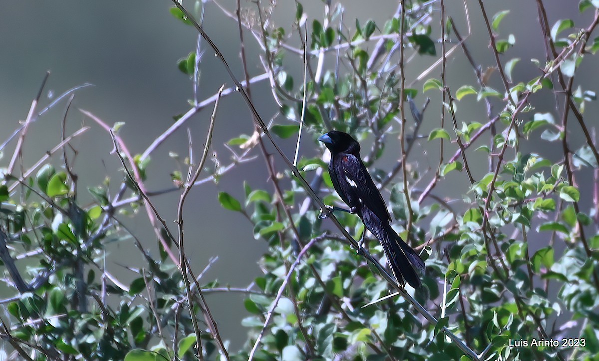 White-winged Widowbird - ML644344264