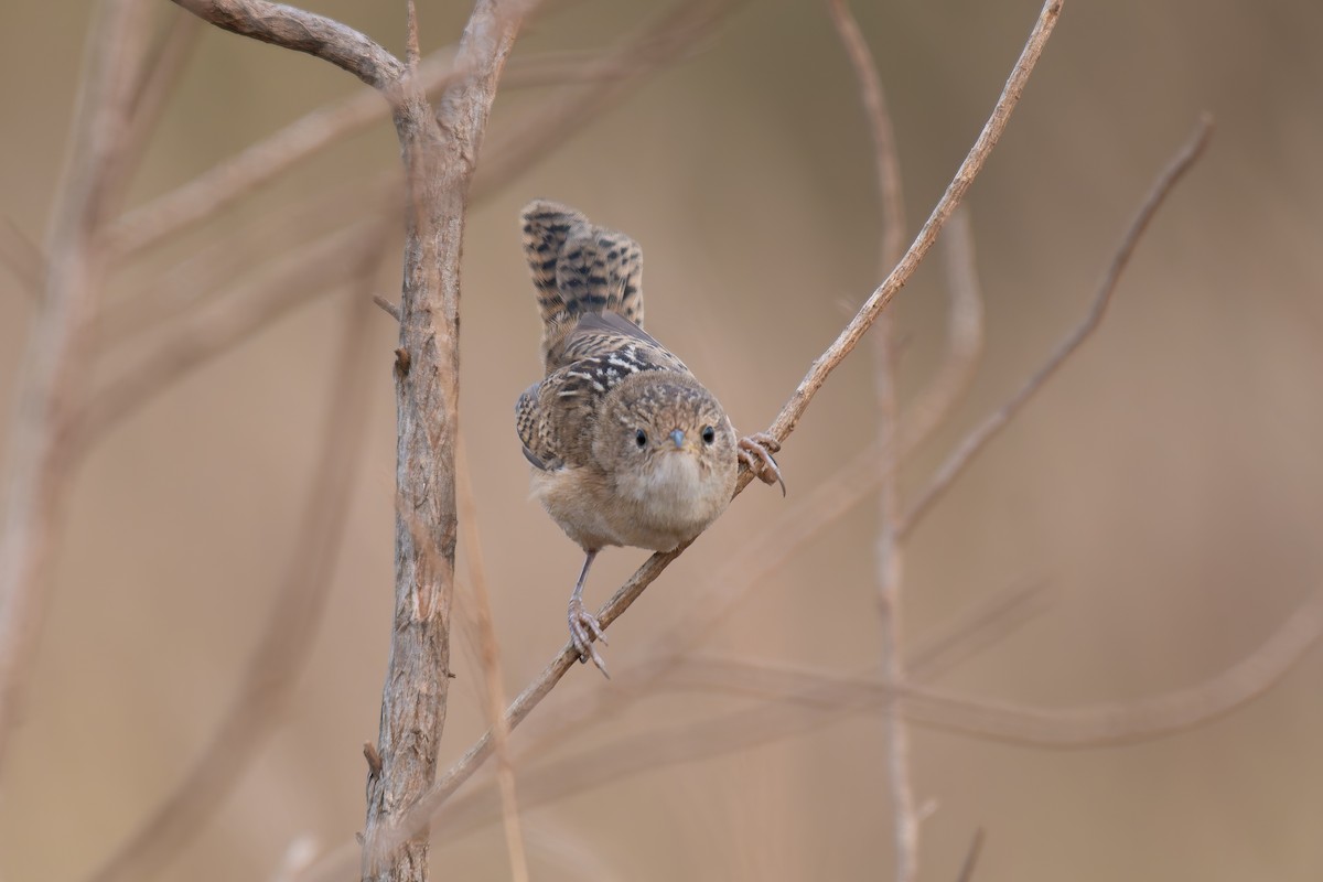 Травяной крапивник - ML644344270