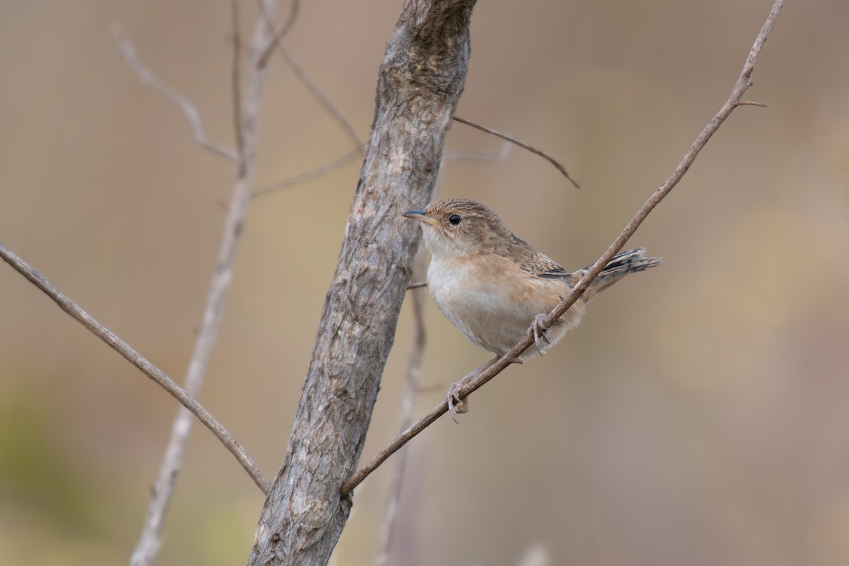 Травяной крапивник - ML644344271