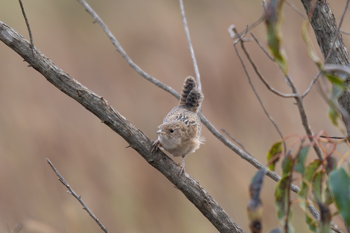 Травяной крапивник - ML644344272