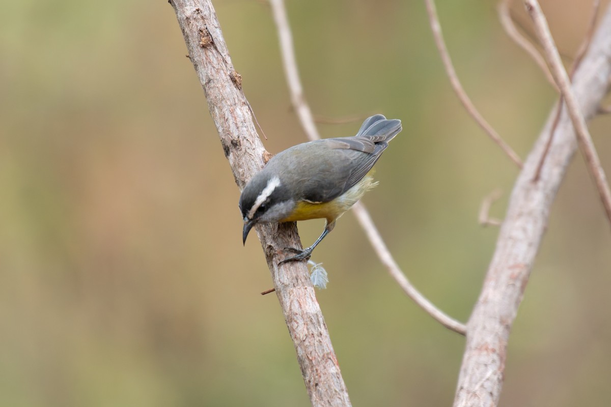 Sucrier à ventre jaune - ML644344292