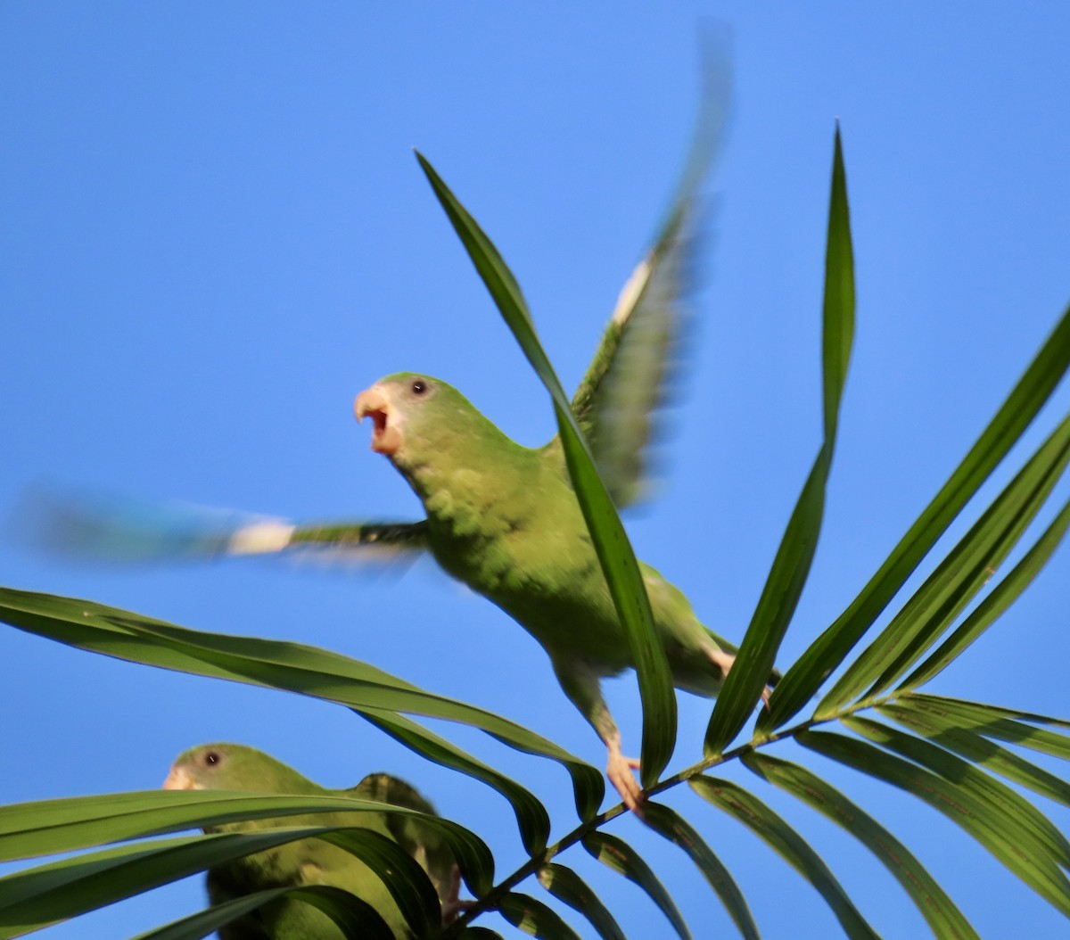 Тіріка амазонійський - ML644344298
