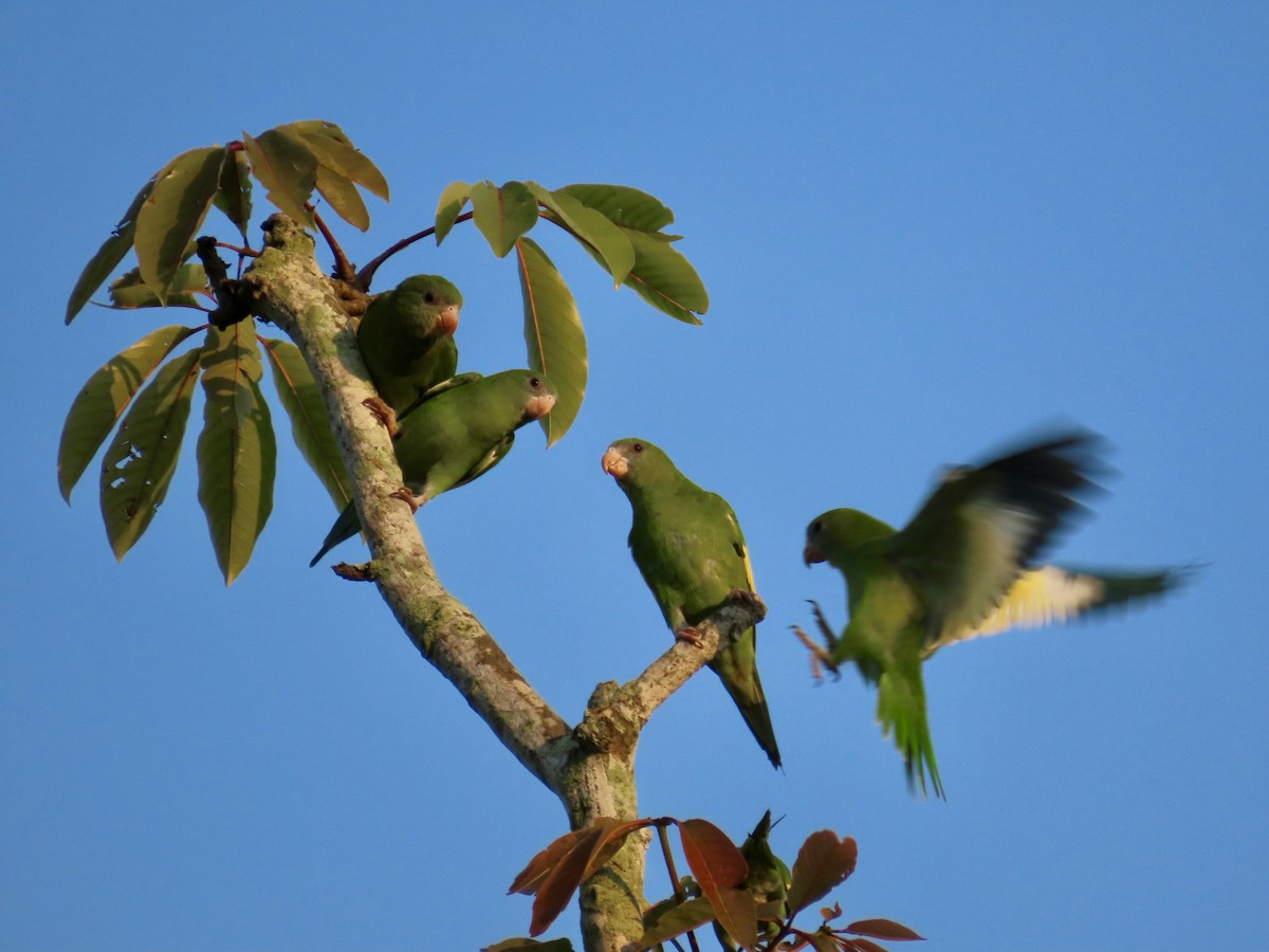 Тіріка амазонійський - ML644344299