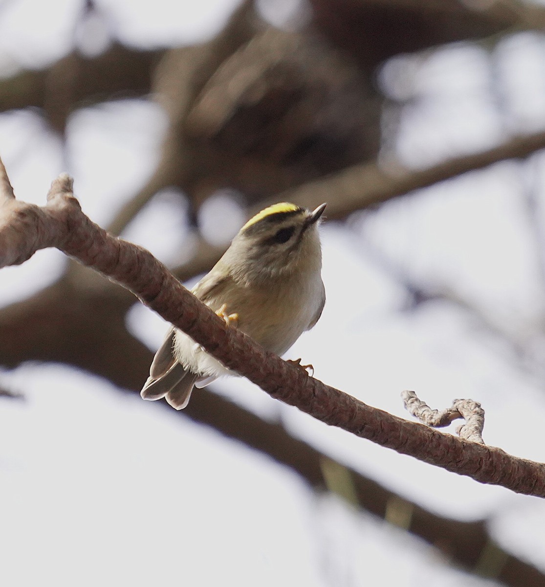 Golden-crowned Kinglet - ML644344301