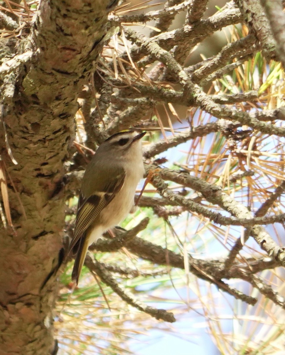 Golden-crowned Kinglet - ML644344302