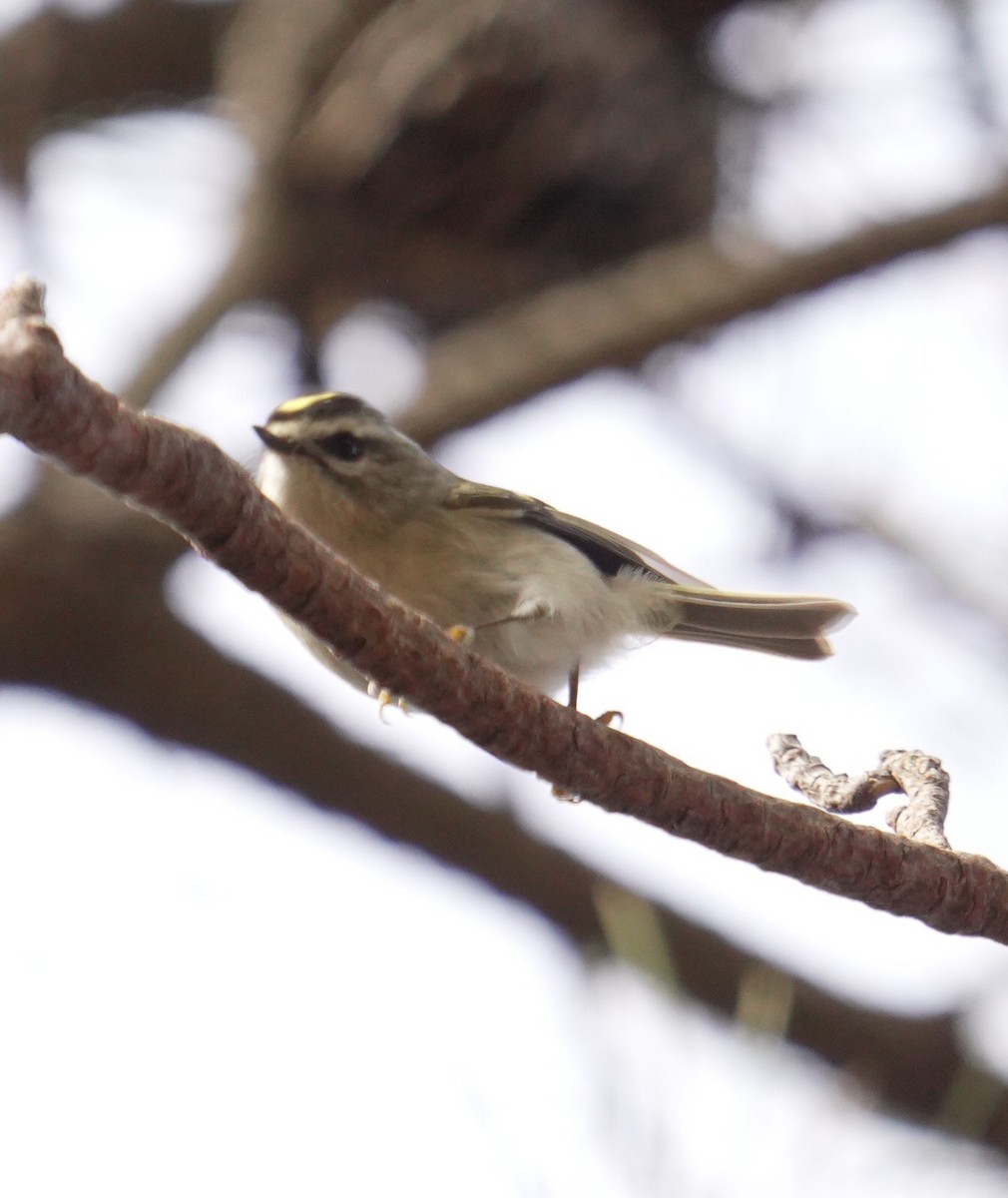 Golden-crowned Kinglet - ML644344303