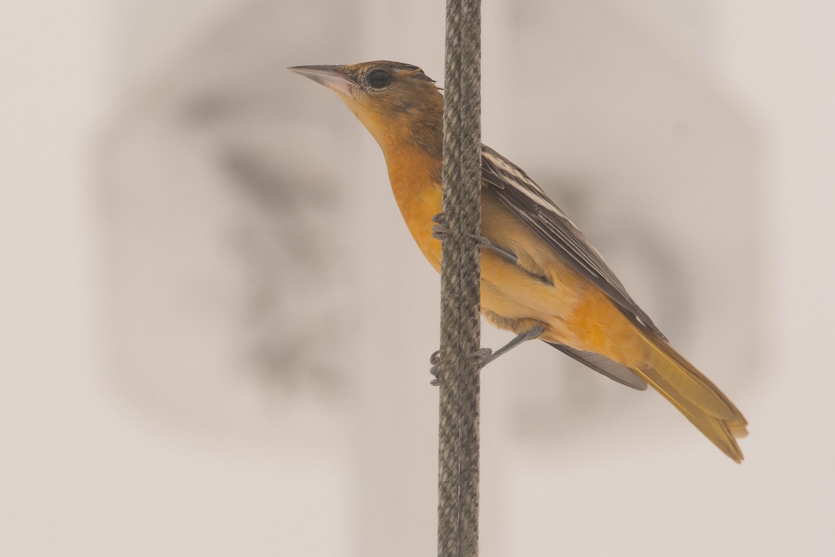 Baltimore Oriole - ML644344304