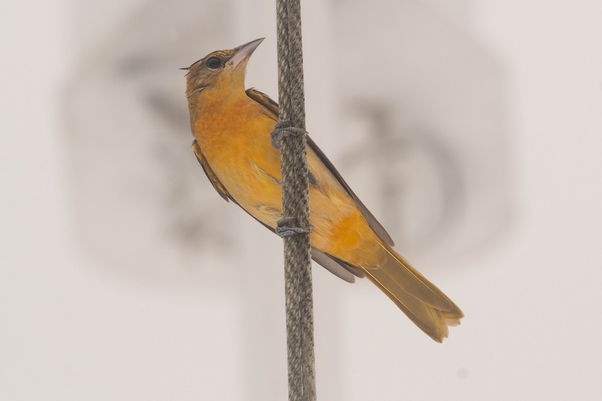 Baltimore Oriole - ML644344305