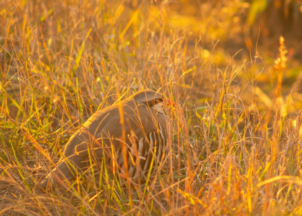 Кеклик - ML644344309