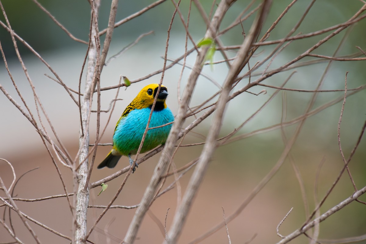 gullsnittanagar - ML644344311