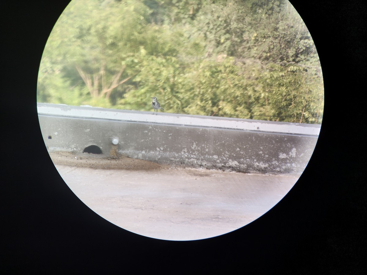 White Wagtail - ML644344317