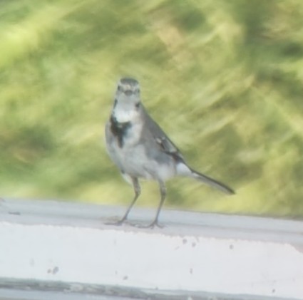 White Wagtail - ML644344318