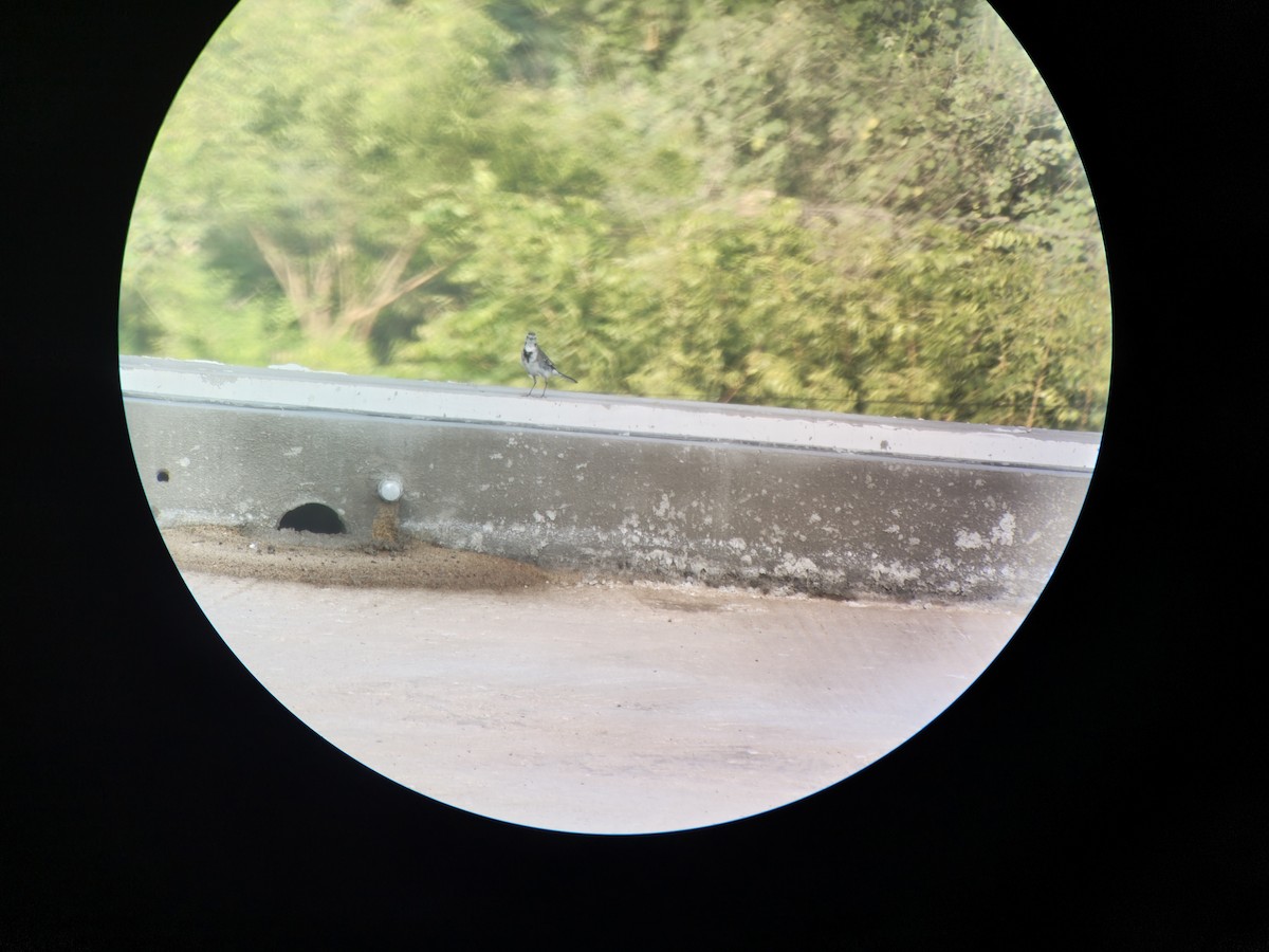 White Wagtail - ML644344319