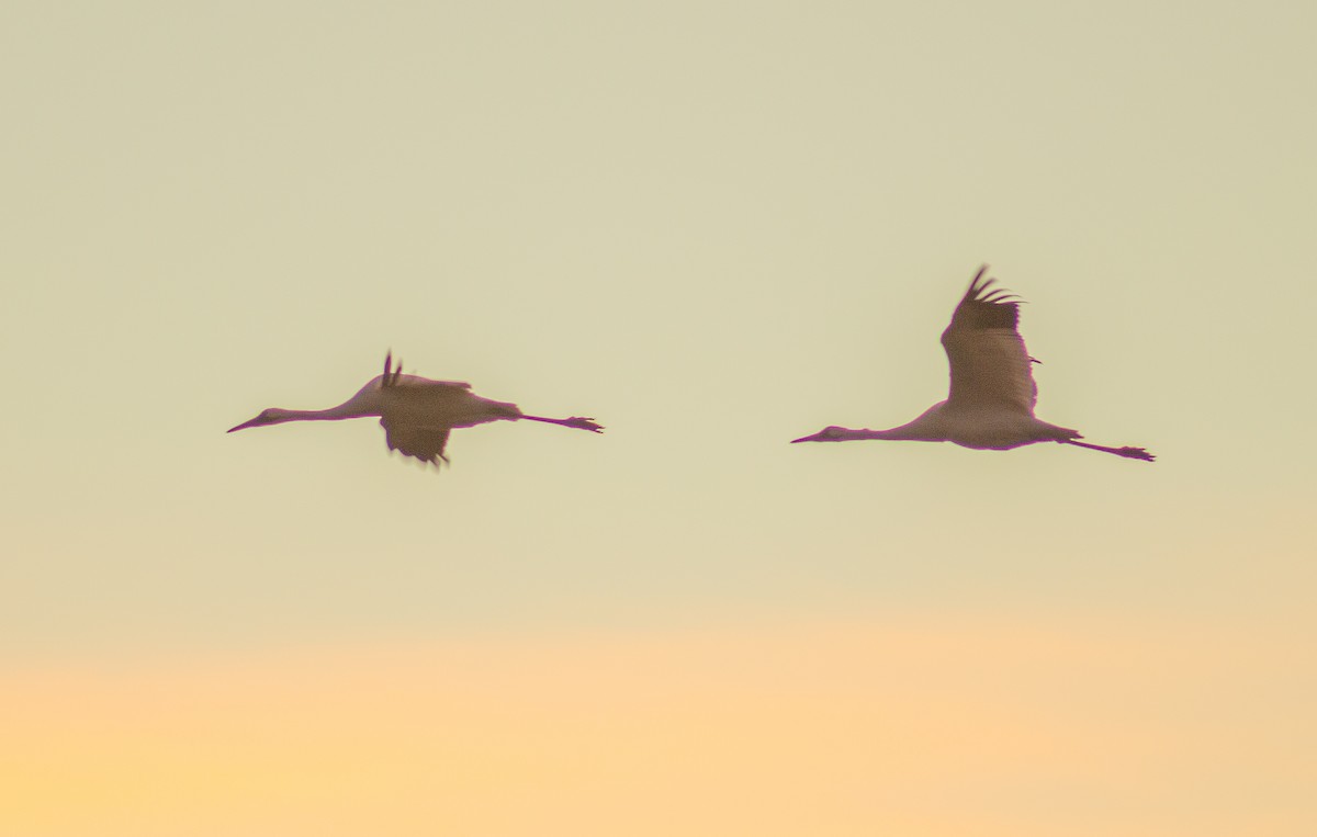 trompettrane - ML644344320