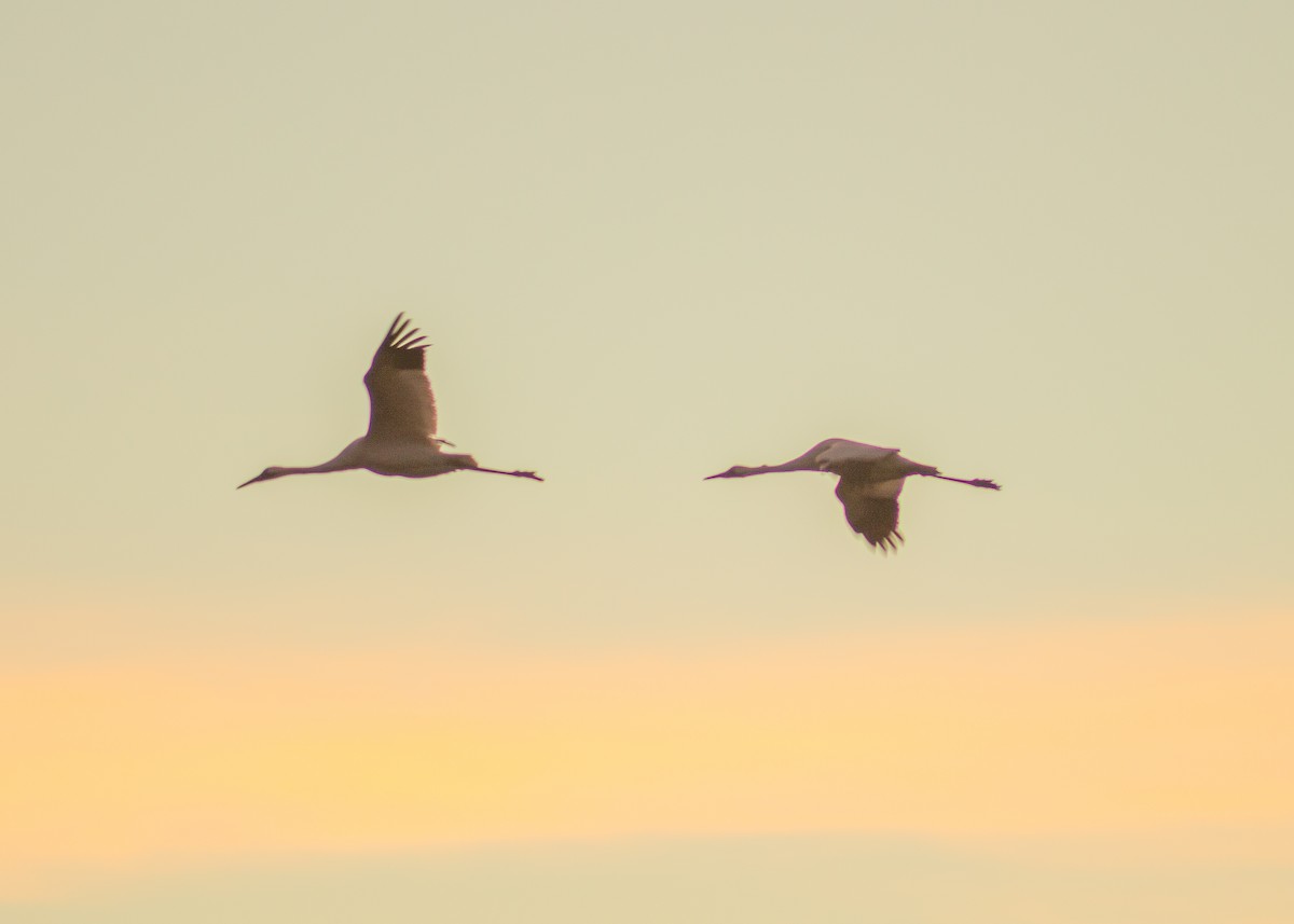 trompettrane - ML644344322