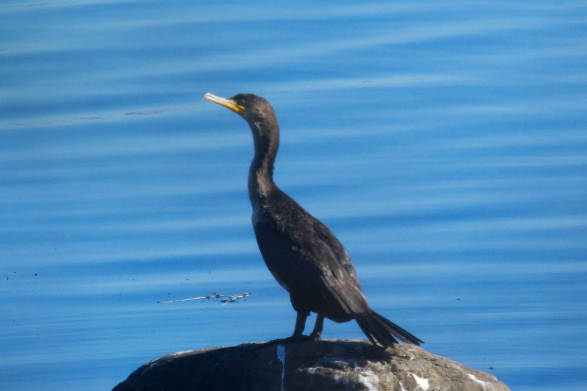 Ubarroi belarriduna - ML644344325