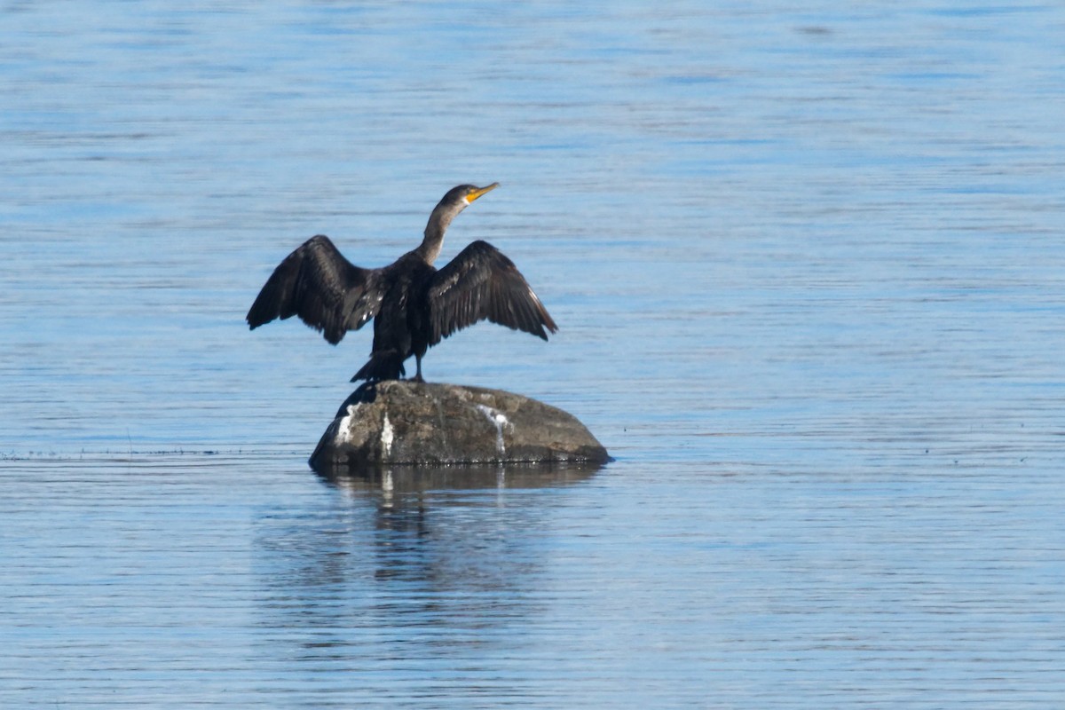 Ubarroi belarriduna - ML644344328