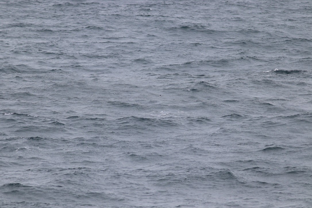 Люрик - ML644344330