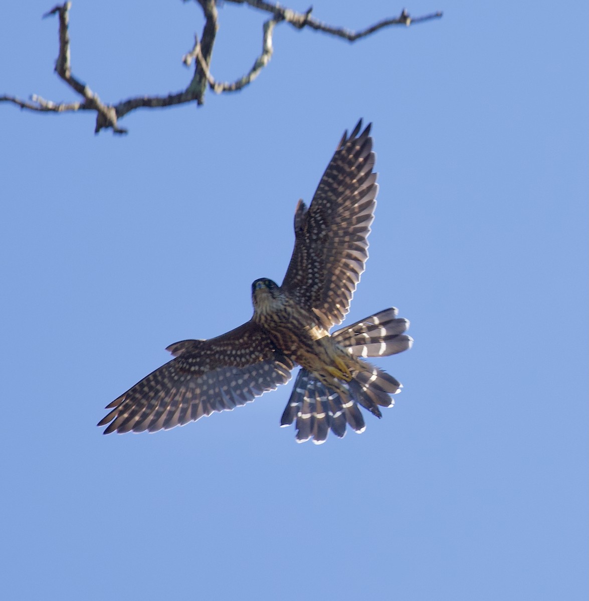 dřemlík tundrový - ML644344331