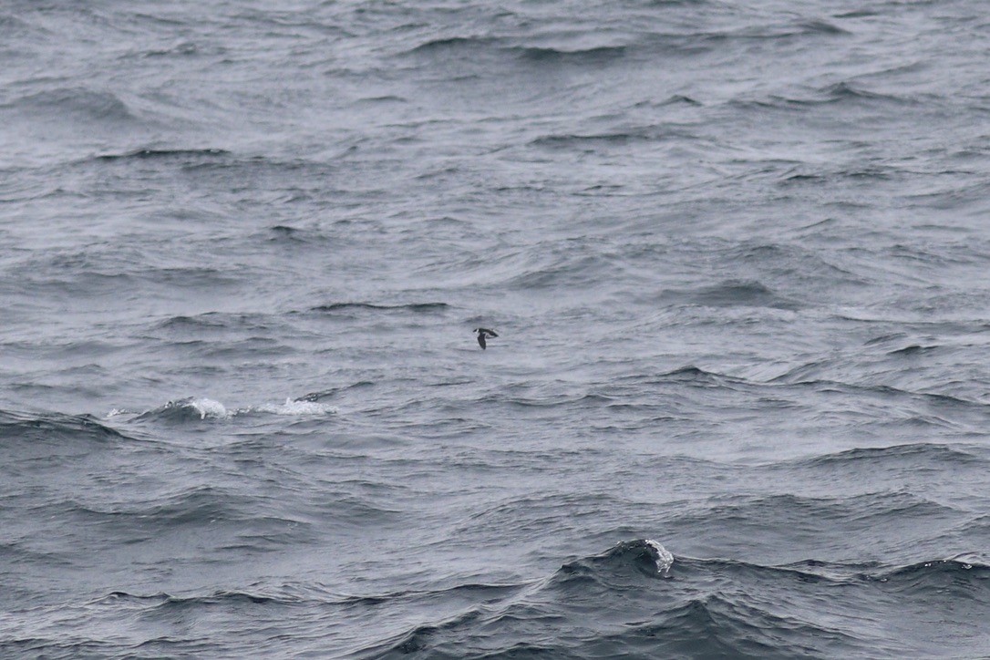 Люрик - ML644344346