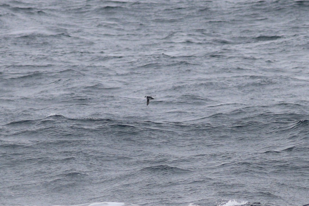 Люрик - ML644344348