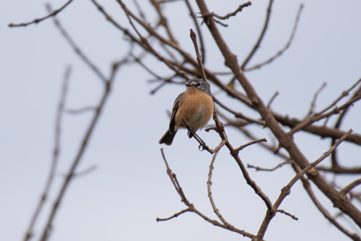 Gray-backed Tachuri - ML644344354