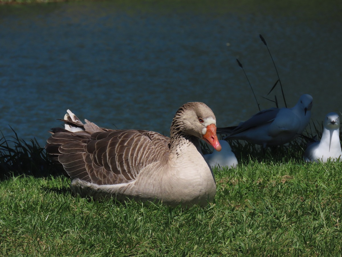 Graylag Goose (Domestic type) - ML644344355