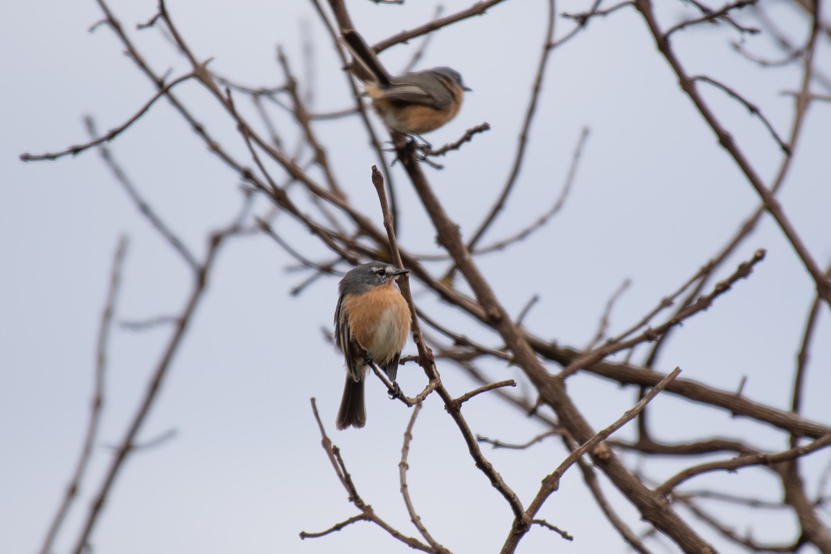 Gray-backed Tachuri - ML644344356