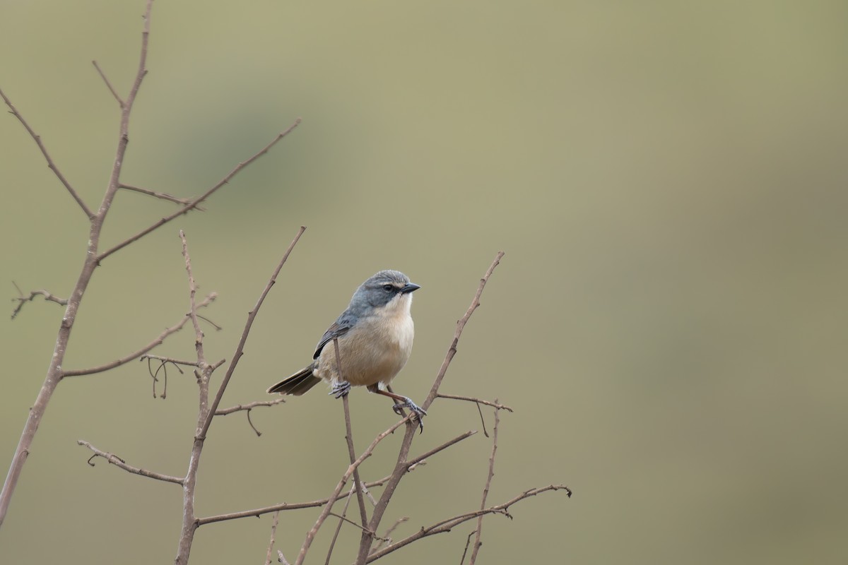 rørspurv - ML644344357