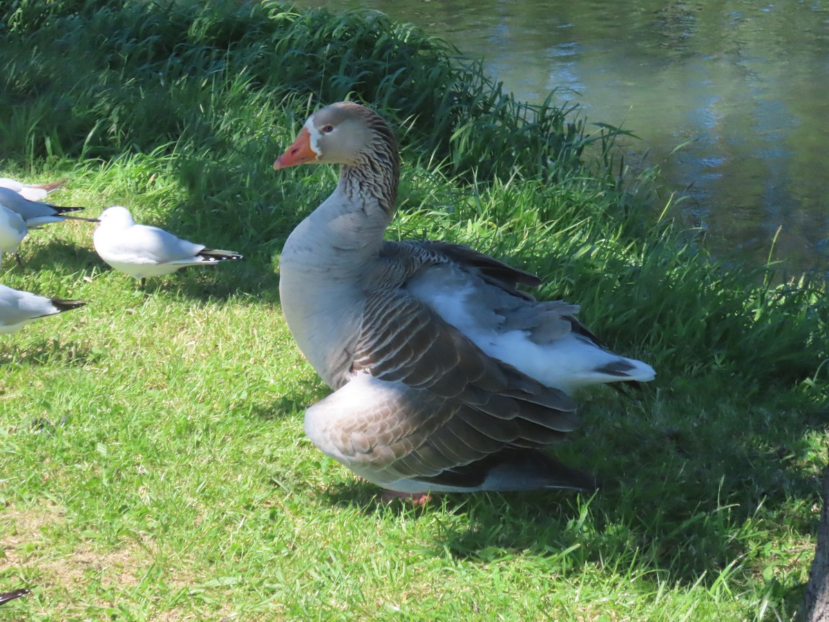 Graylag Goose (Domestic type) - ML644344358
