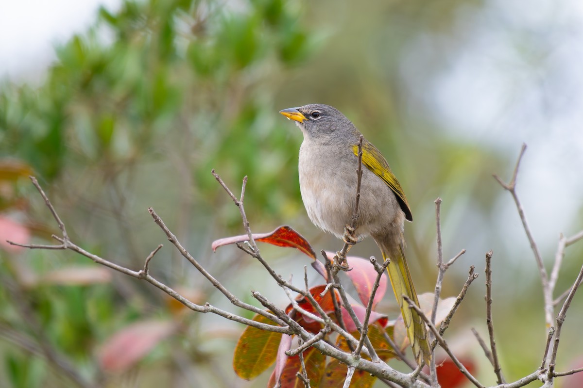 Pale-throated Pampa-Finch - ML644344360