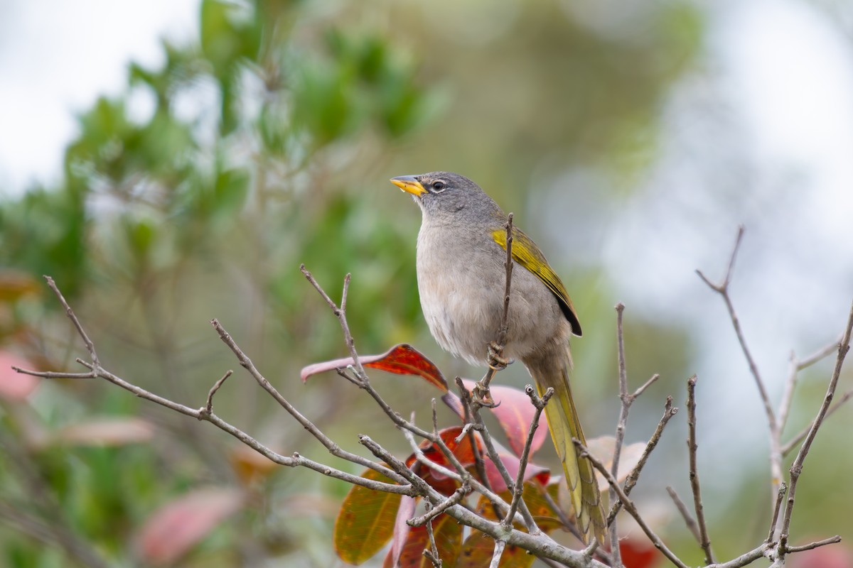 Pale-throated Pampa-Finch - ML644344361