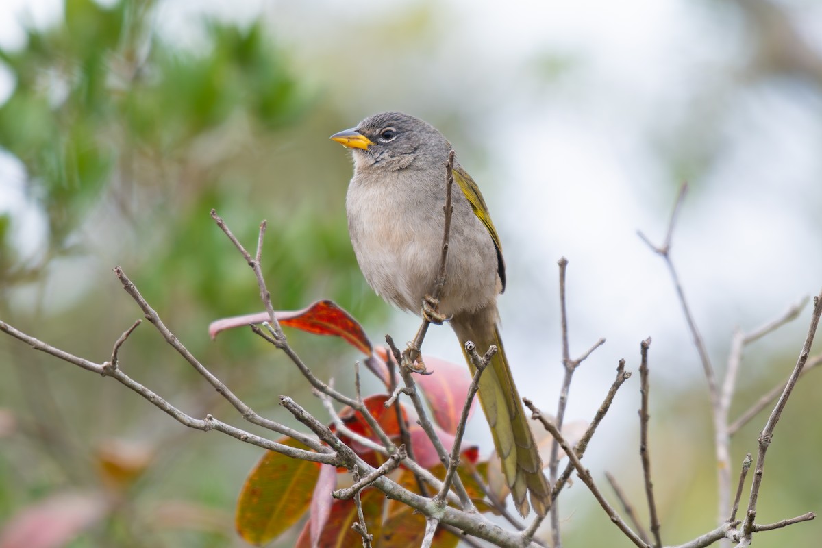 Pale-throated Pampa-Finch - ML644344362