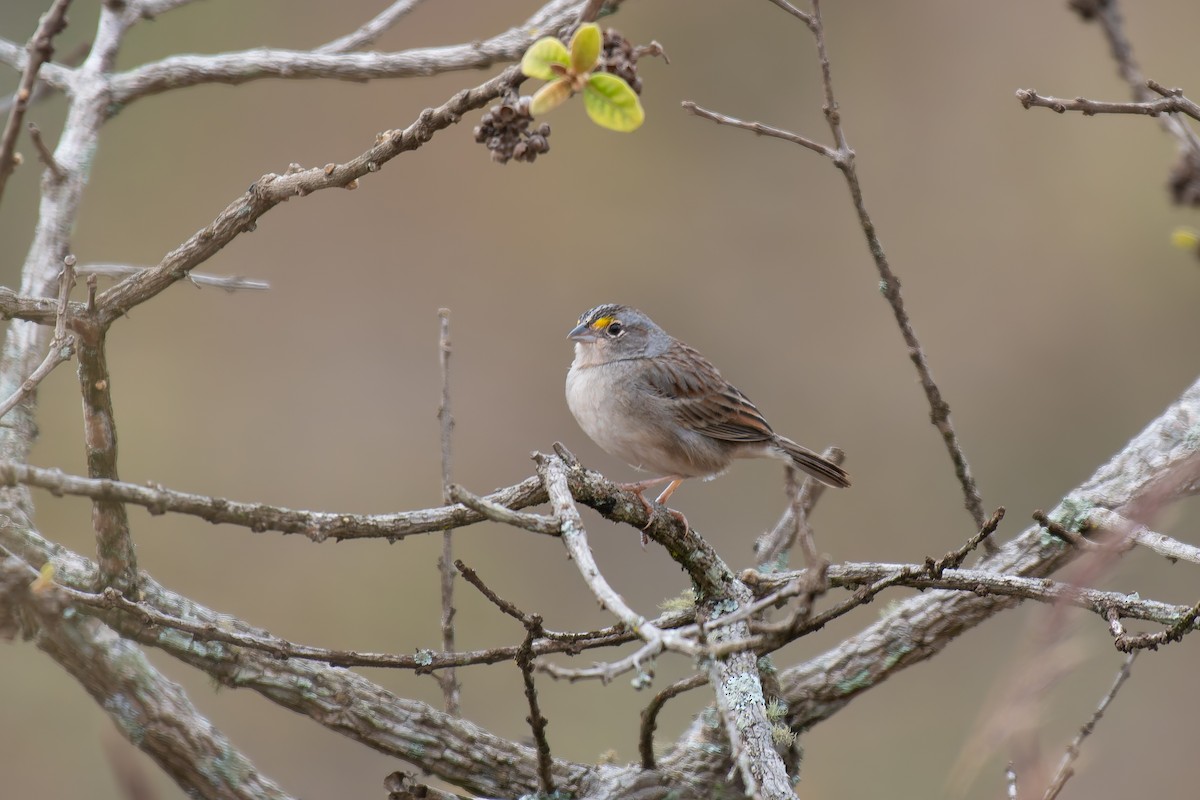 Wachtelammer - ML644344363