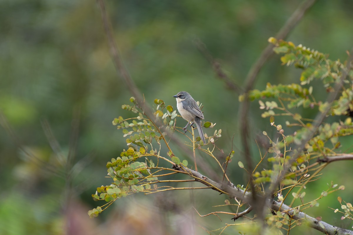 rørspurv - ML644344367