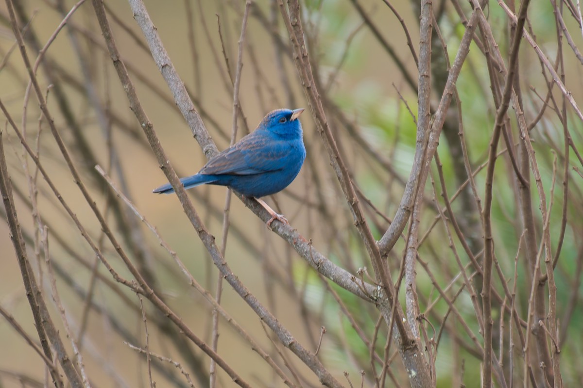Blue Finch - ML644344368