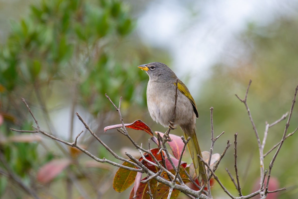 Pale-throated Pampa-Finch - ML644344369