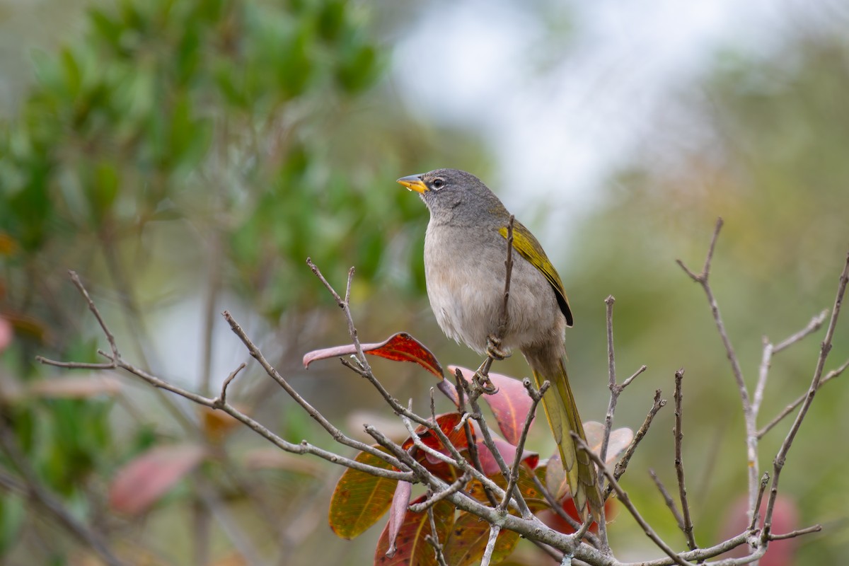 Pale-throated Pampa-Finch - ML644344370