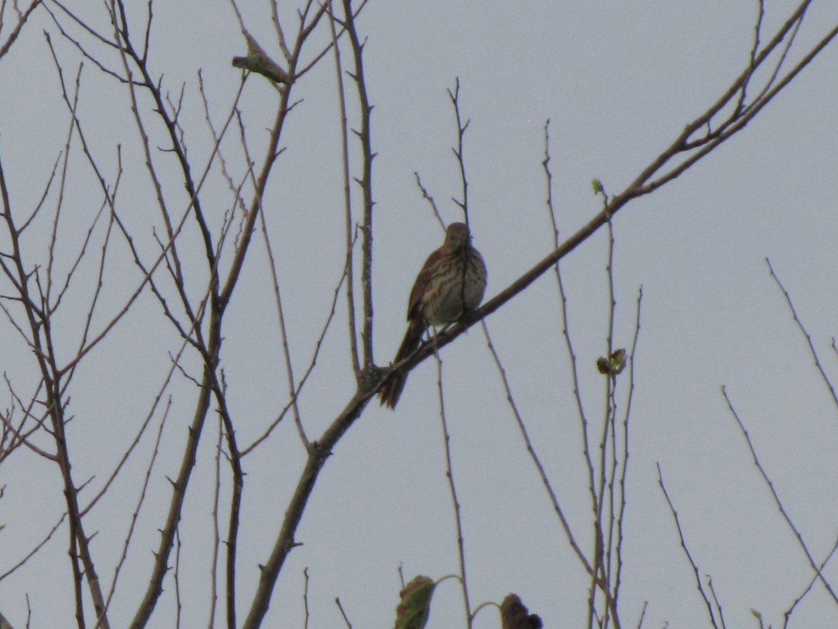 brunspottefugl - ML644344373