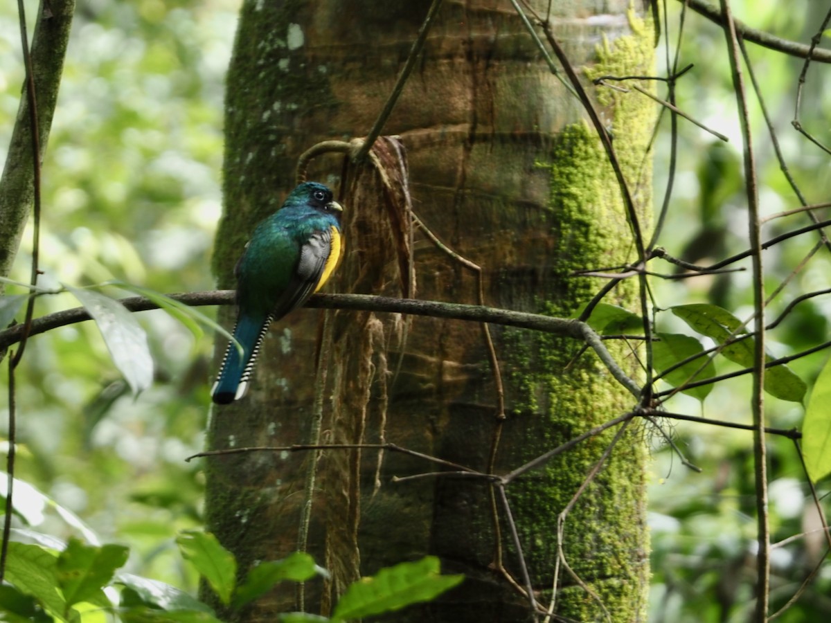 Graceful Black-throated Trogon - ML644344374