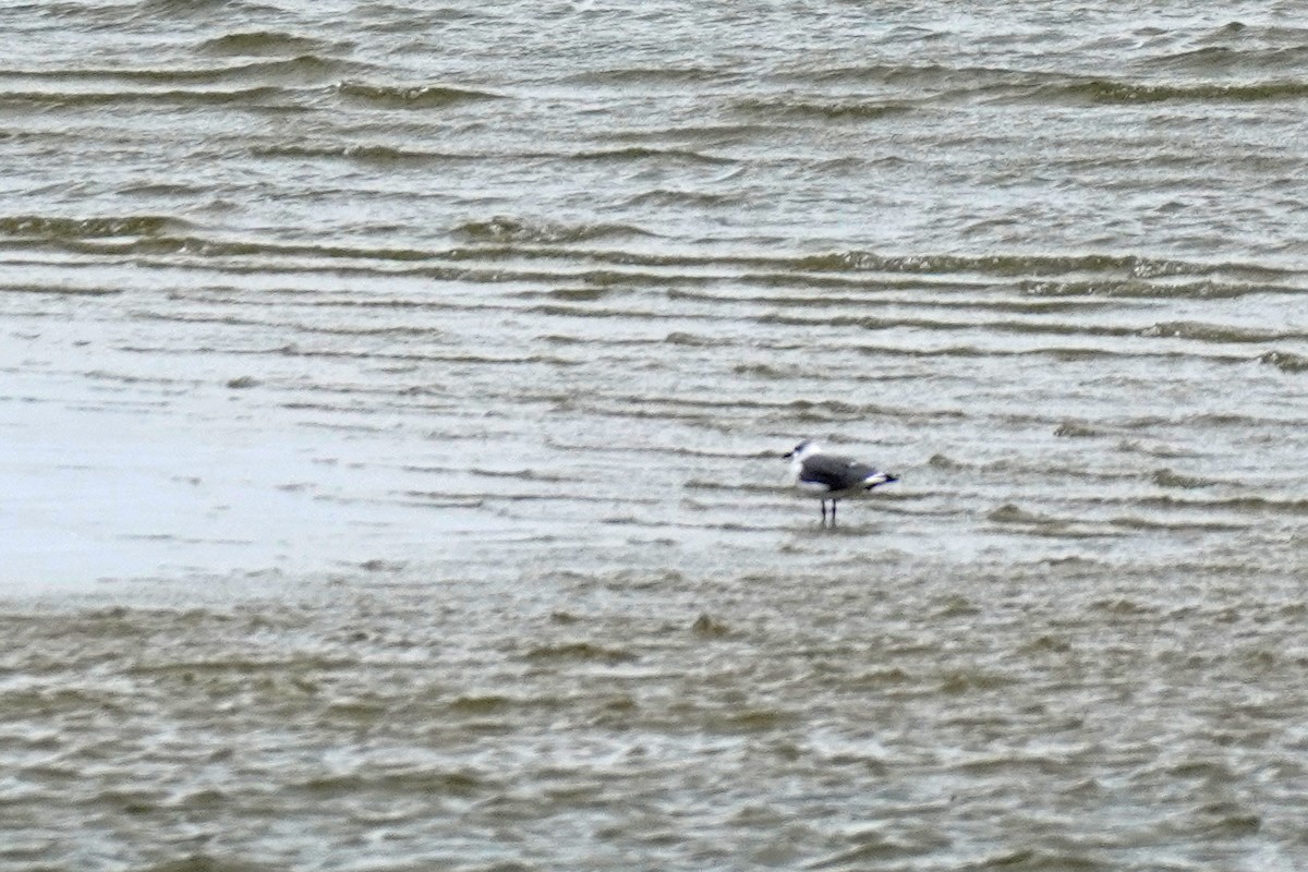 ワライカモメ - ML644344376