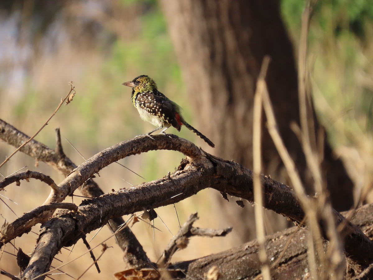 småperleskjeggfugl - ML644344378