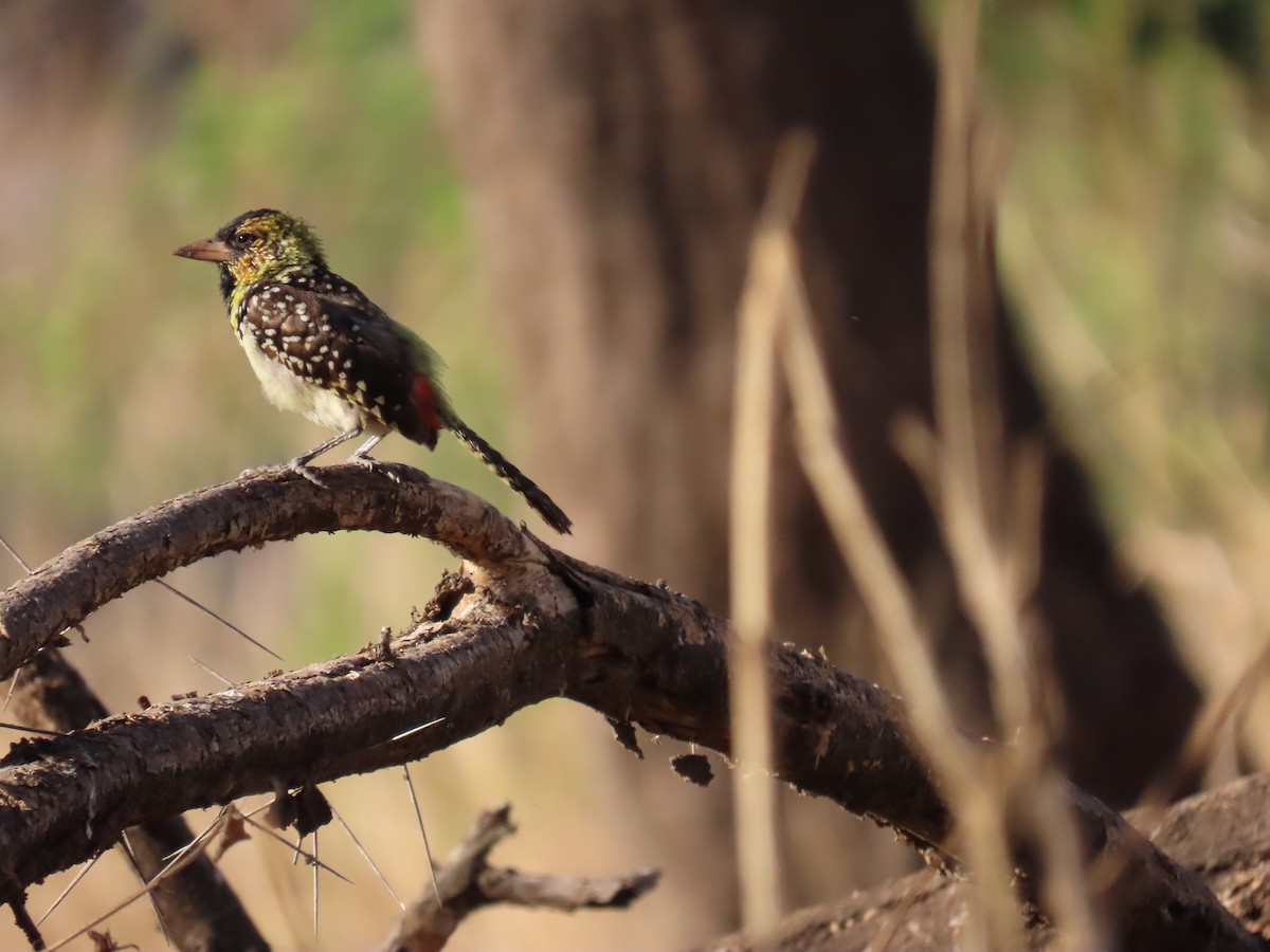 småperleskjeggfugl - ML644344379