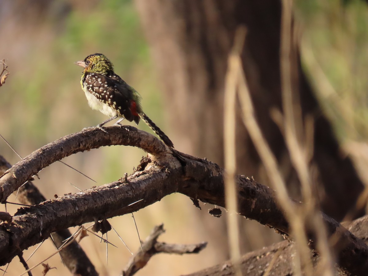 småperleskjeggfugl - ML644344380