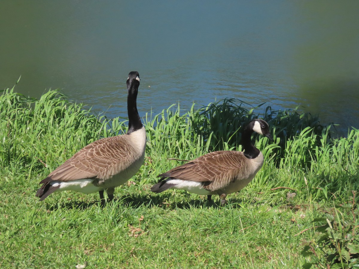 Canada Goose - ML644344381