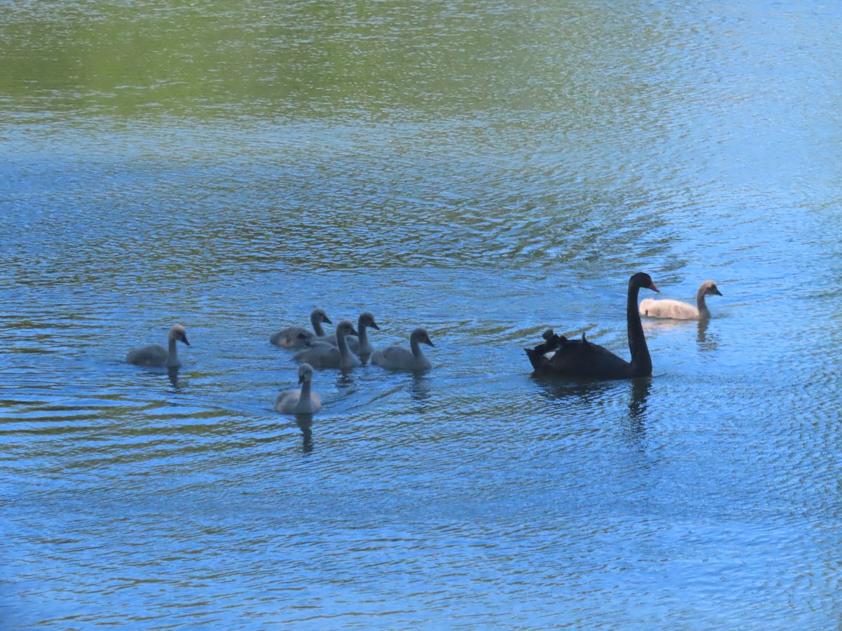 Black Swan - ML644344393